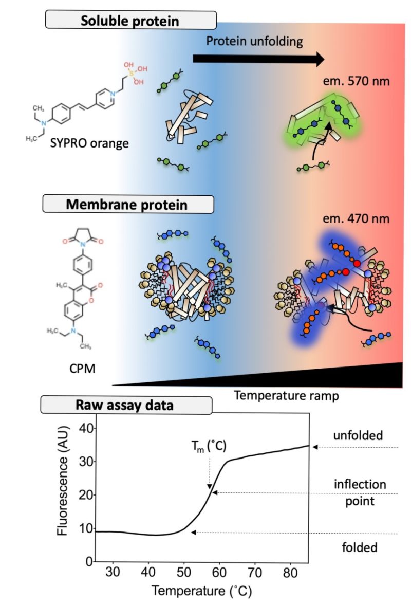 Thermofluor Stability Assay Protein Stability Peak Proteins