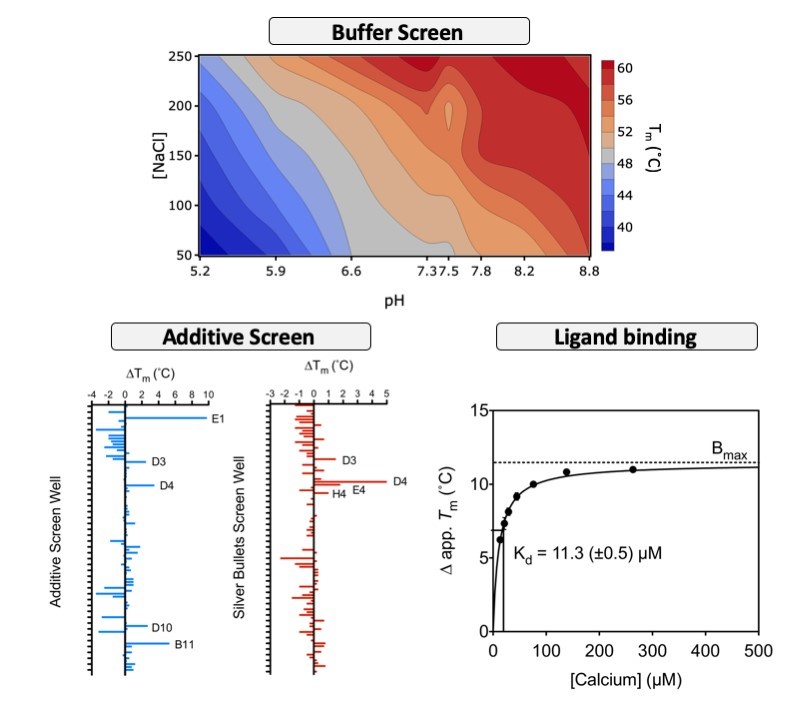 Advanced uses of thermofluor stability assay