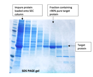 Size Exclusion Chromatography: Size Does Matter