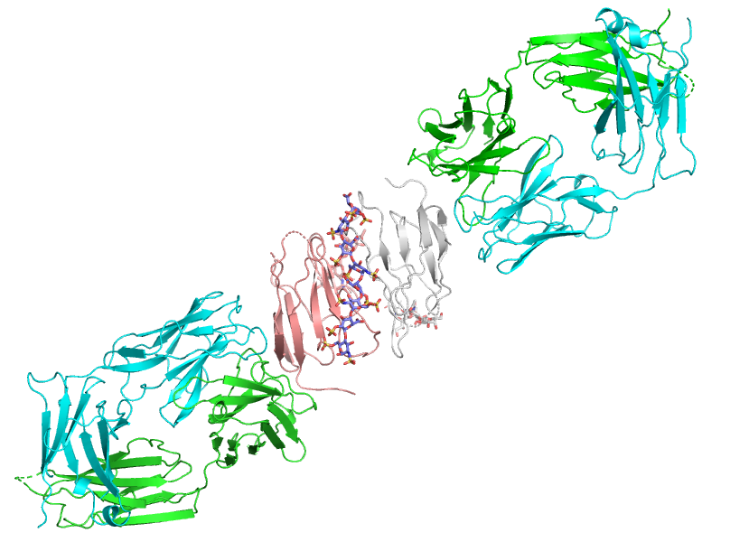 G6b-B Platelet Receptor