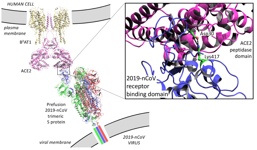 Spike Protein | COVID19 | Binding