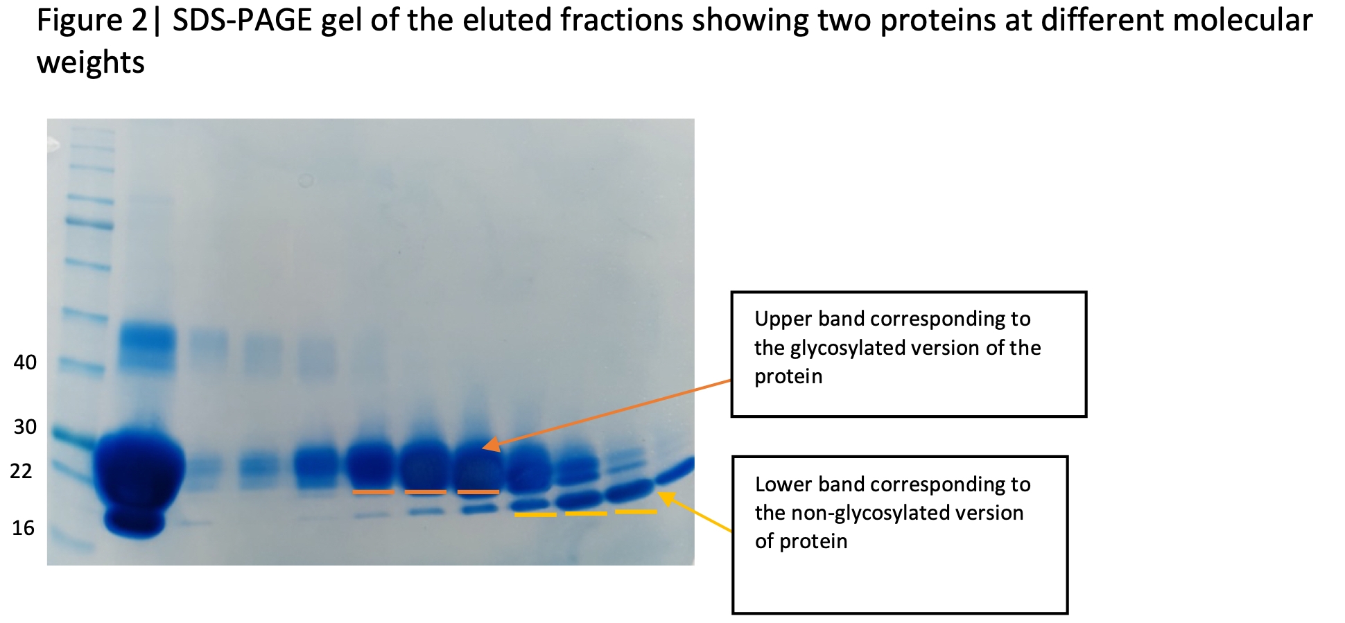 Figure 2 Peptide Mapping Case Study