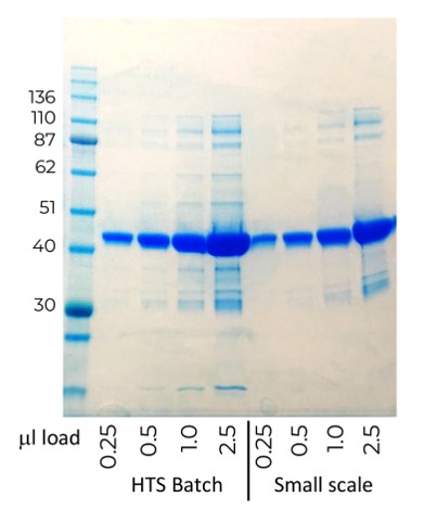 Comparison of protein purified from small and HTS scale