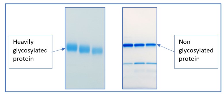 SDS-PAGE gels showing the difference between glycosylated proteins (left) and non-glycosylated proteins (right). 