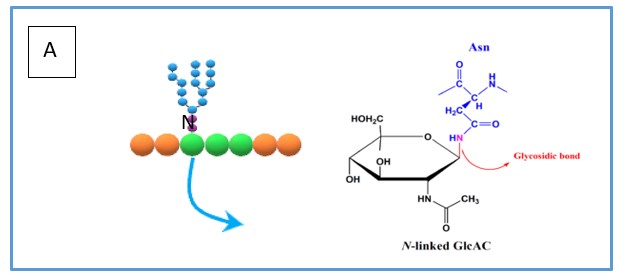 simplified overview of how N-linked glycans are bonded to the asparagine residue including the chemical bond