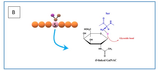 simplified overview of how O-linked glycans are bonded to the serine residue including the chemical bond.