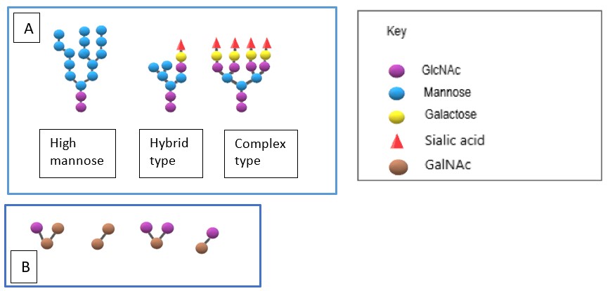 The three different types of core glycans