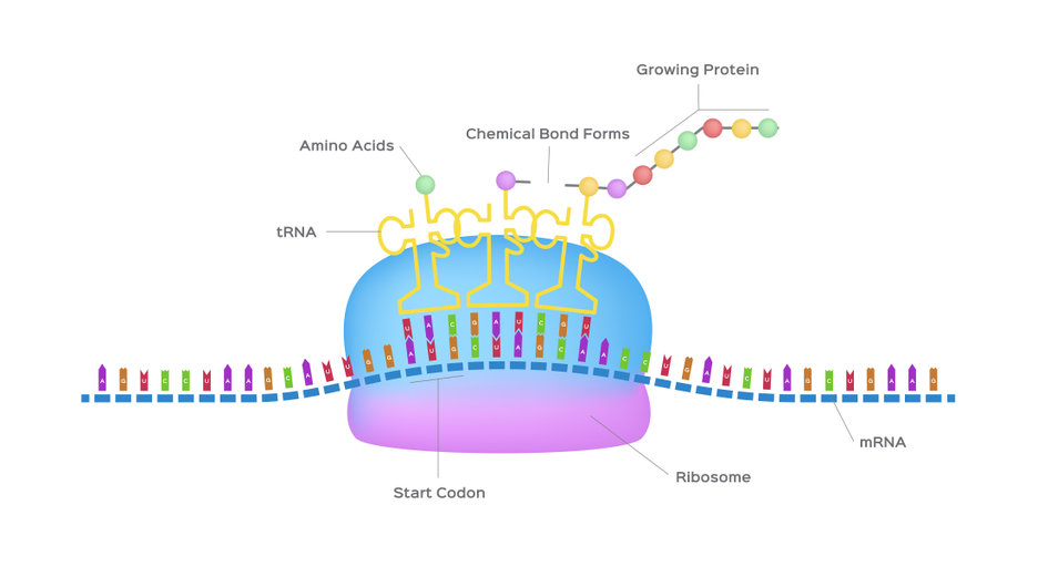 Protein synthesis | ribosome assemble protein molecules