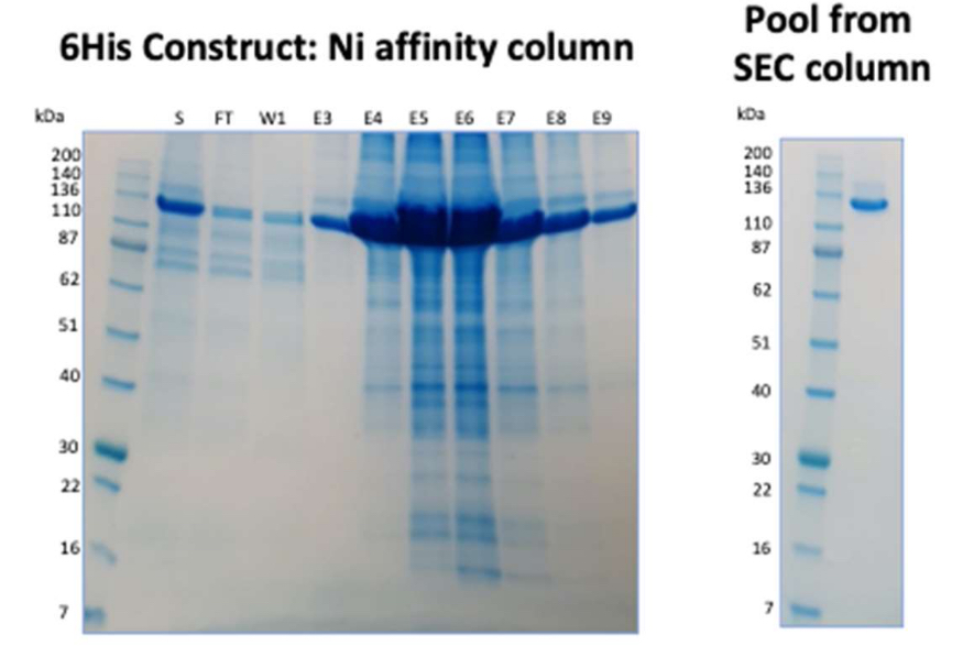 ASPH Figure 2