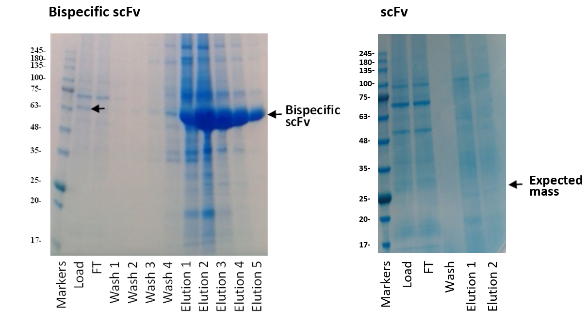 scFv purification blog figure 1 3