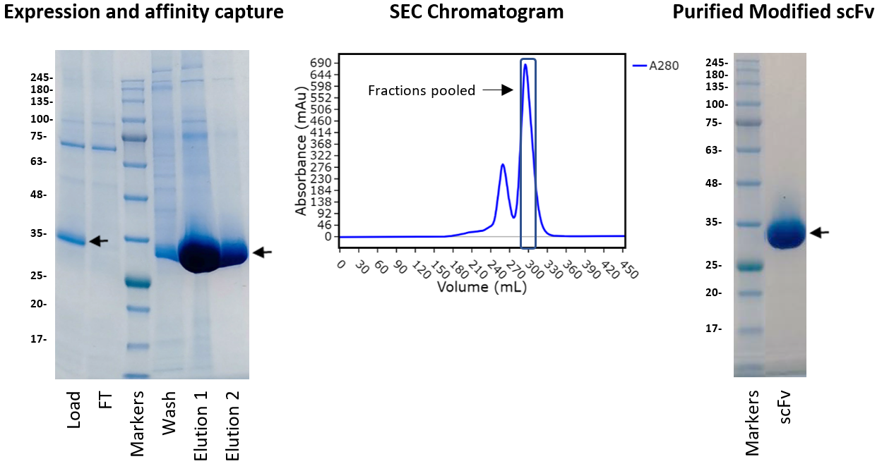 scFv purification blog figure 3 2