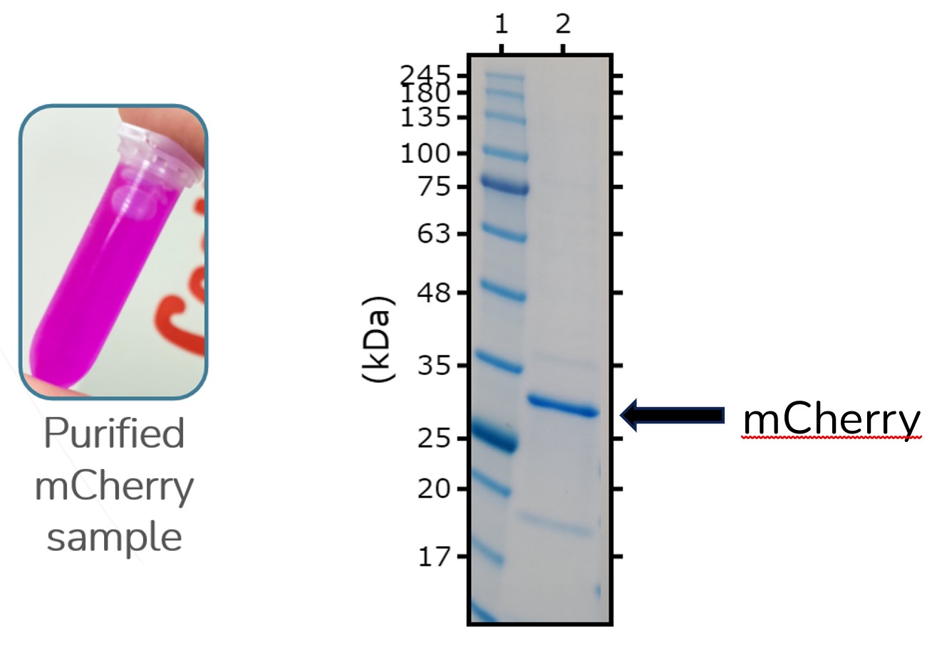 mCherry Figure 2