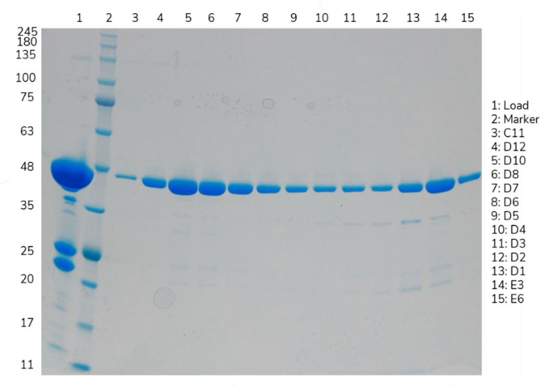 Papain blog figure 2