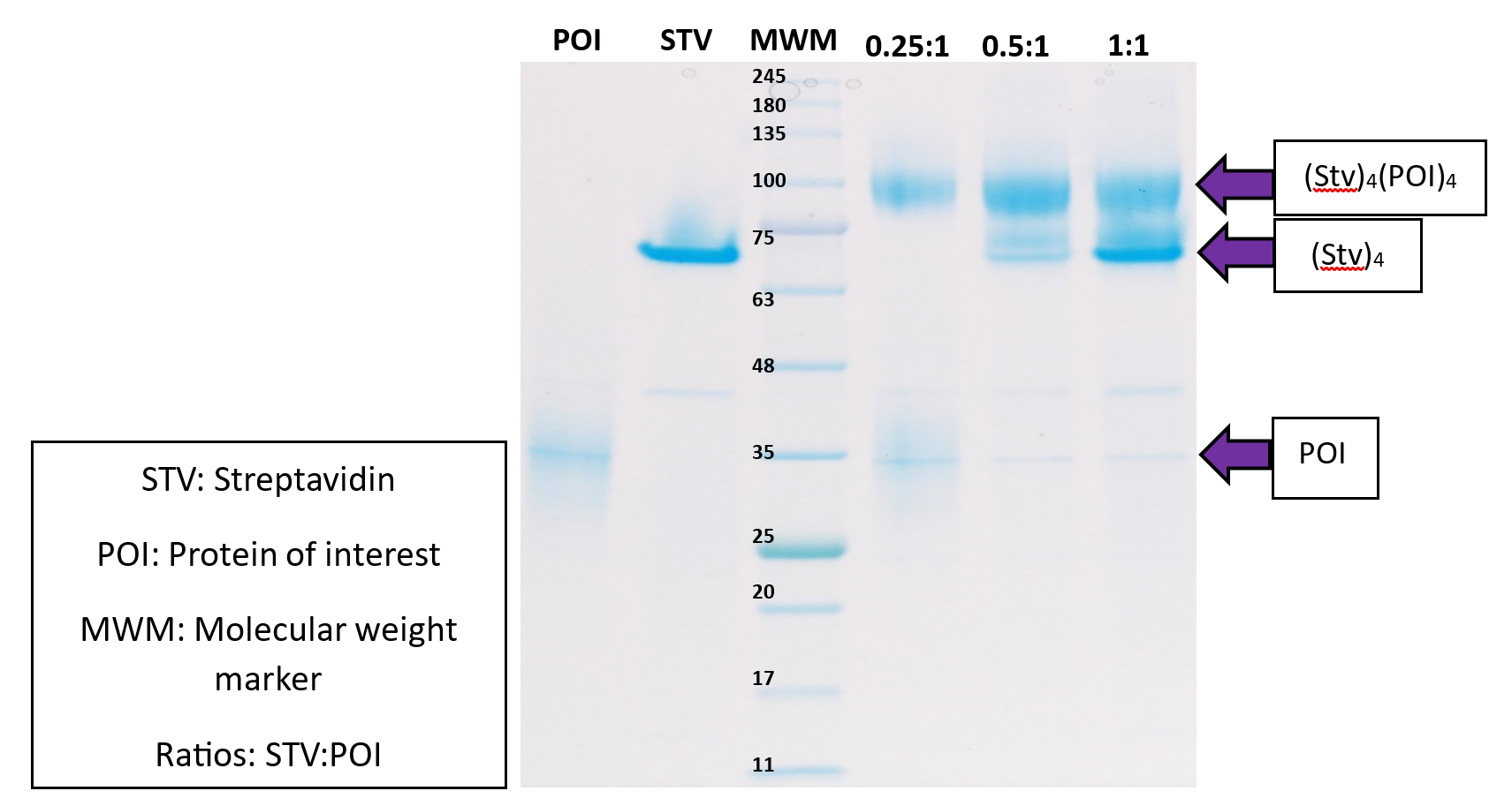 Biotin method PAGE figure 2