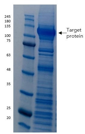 DNA binding protein case study figure 2