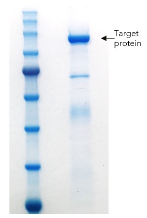 DNA binding protein case study figure 3