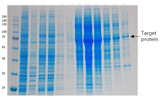 DNA binding protein case study figure 4