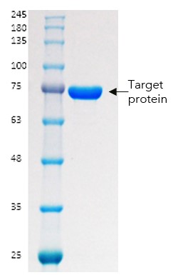 DNA binding protein case study figure 6