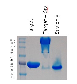 DNA binding protein case study figure 7