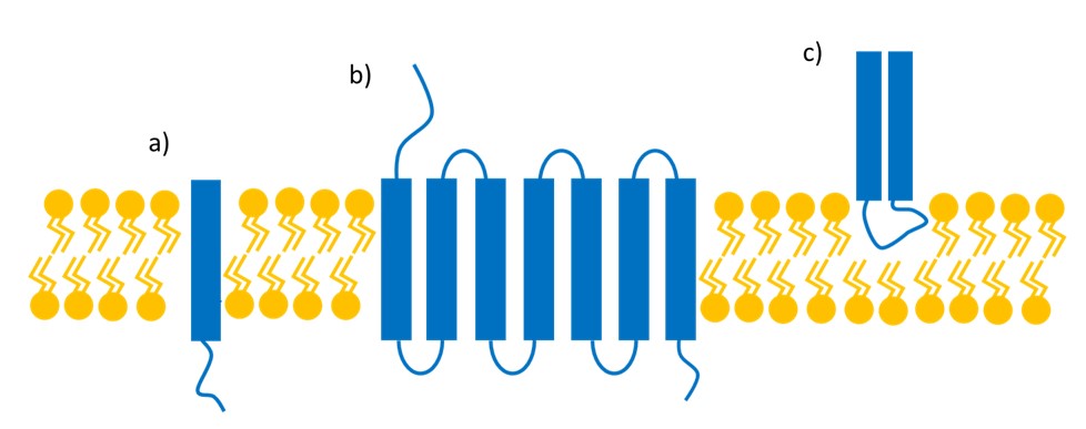 Figure 1 Types of Membrane Proteins