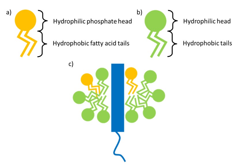 Introduction to Detergents for Membrane Protein Solubilisation