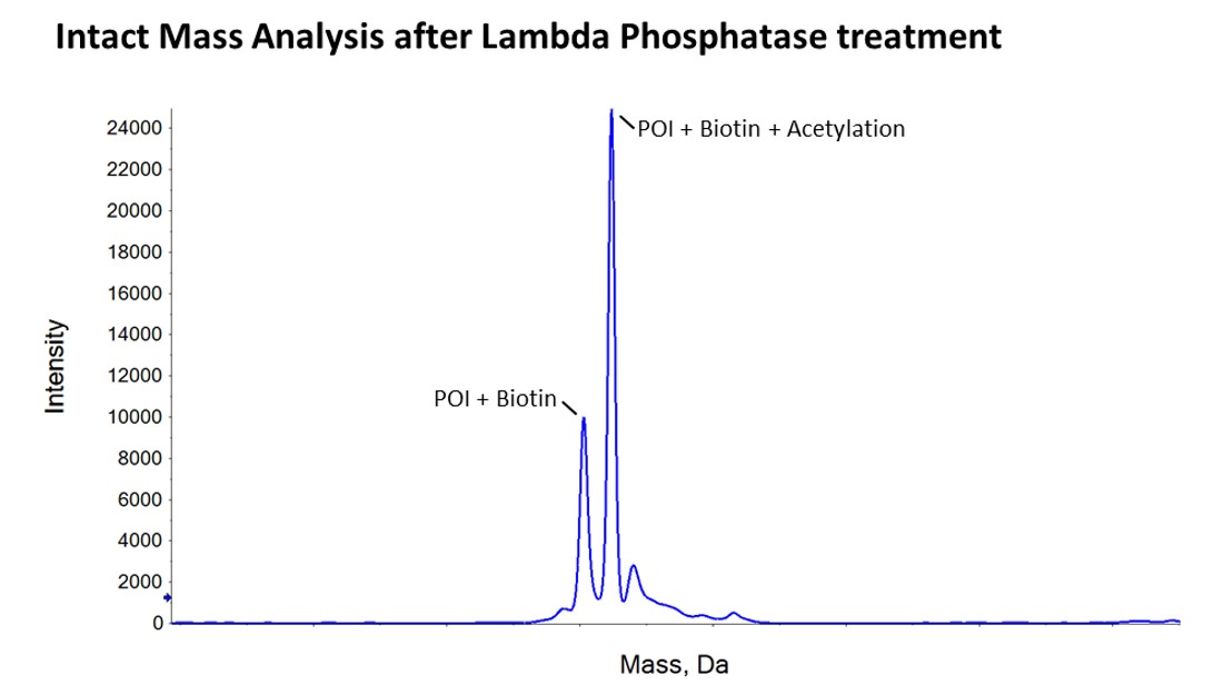 Biotinylation in insect cells figure 2