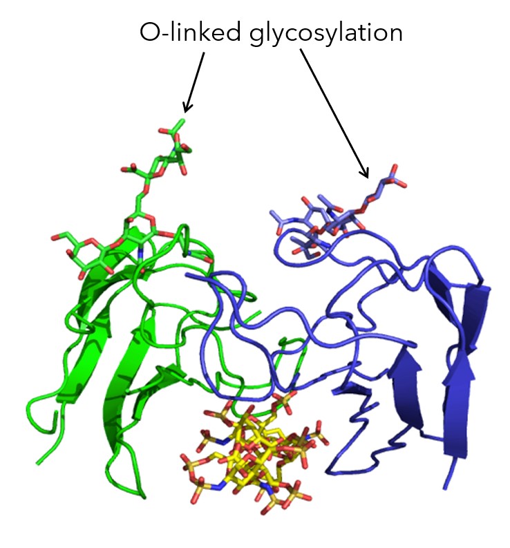 Exploring O-Linked Glycosylation Of Proteins