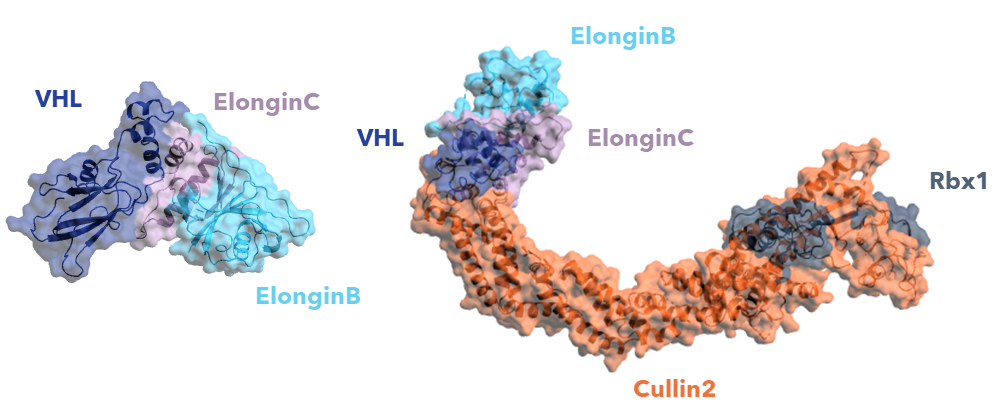 VHL figure