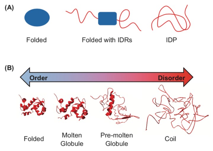 Figure 1 The Spectrum Of Protein Structure