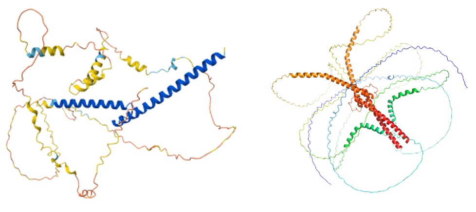 Figure 3 AlphaFold predicted models of 1xIDP and