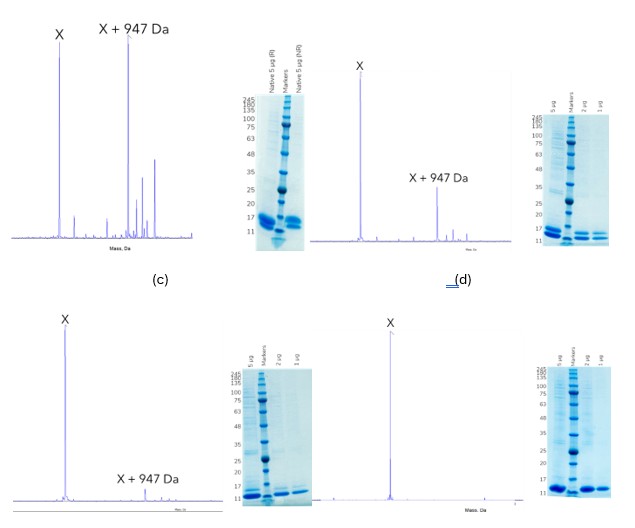 Figure 2 Reengineering the construct