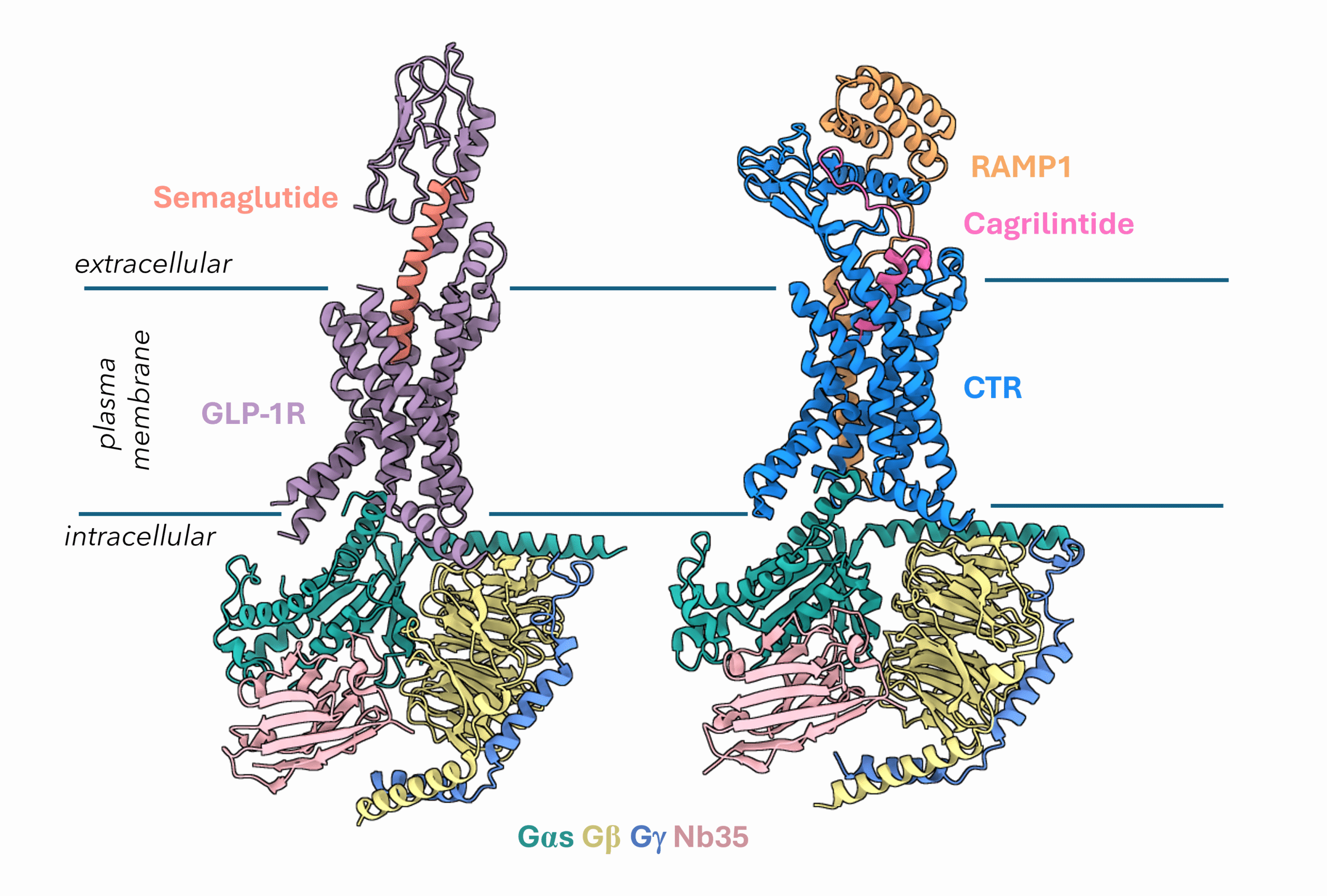 GLP1R AMY1R Featured scaled