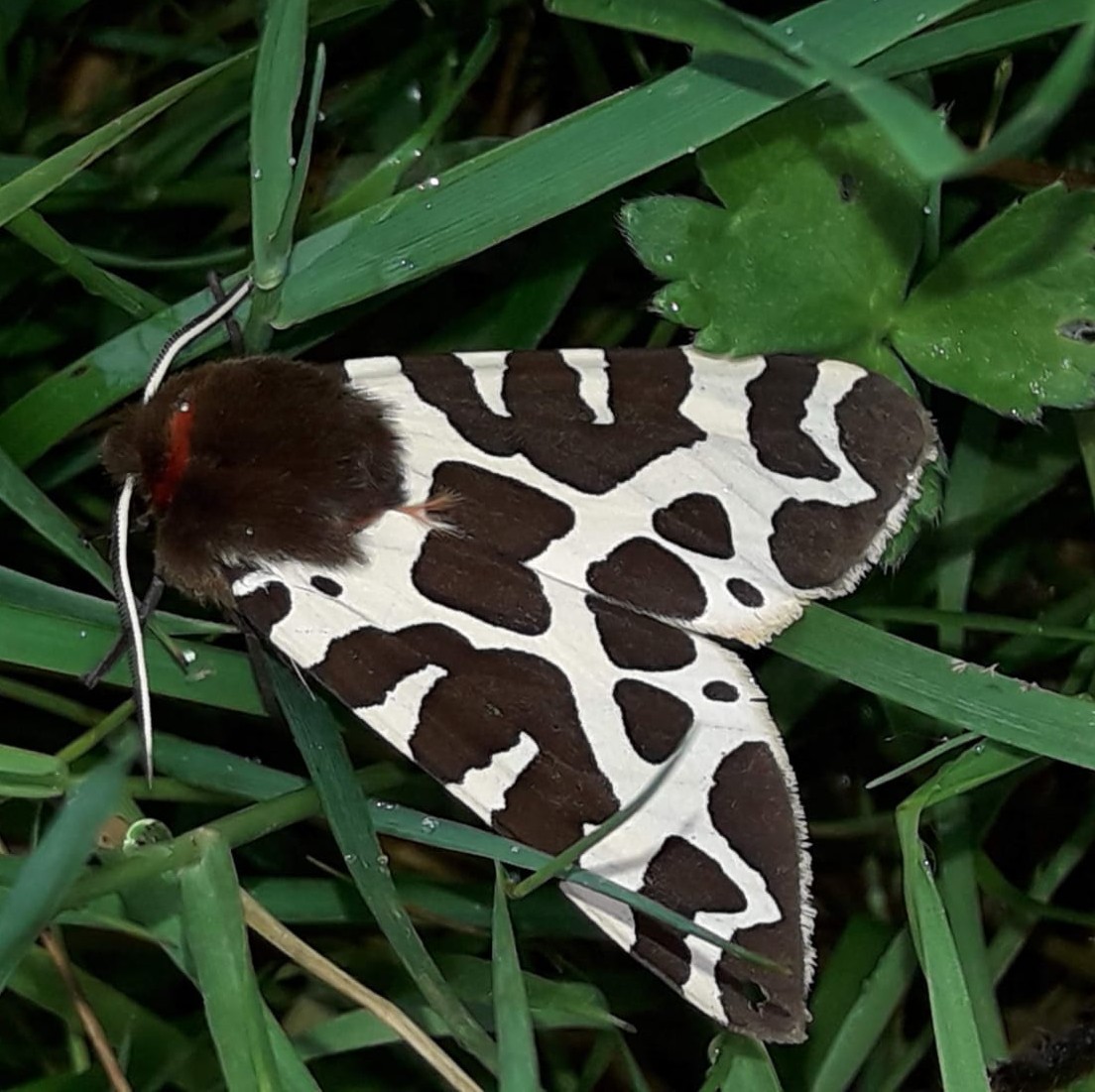 Moth for highlight